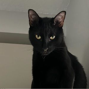 Meet your Posher, Svetlana